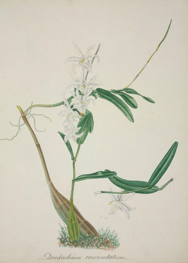 Mon Jardin A Ceylan Pl 032