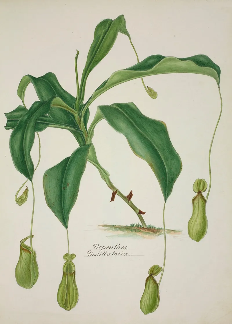 Mon Jardin A Ceylan Pl 040