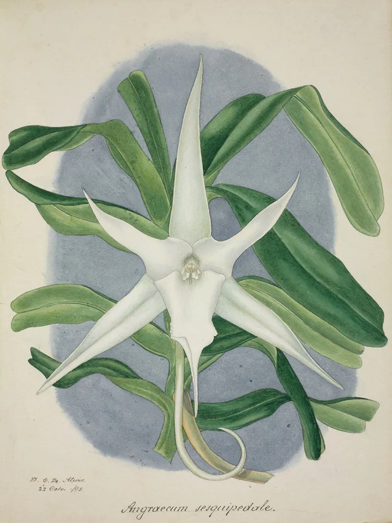 Mon Jardin A Ceylan Pl 046