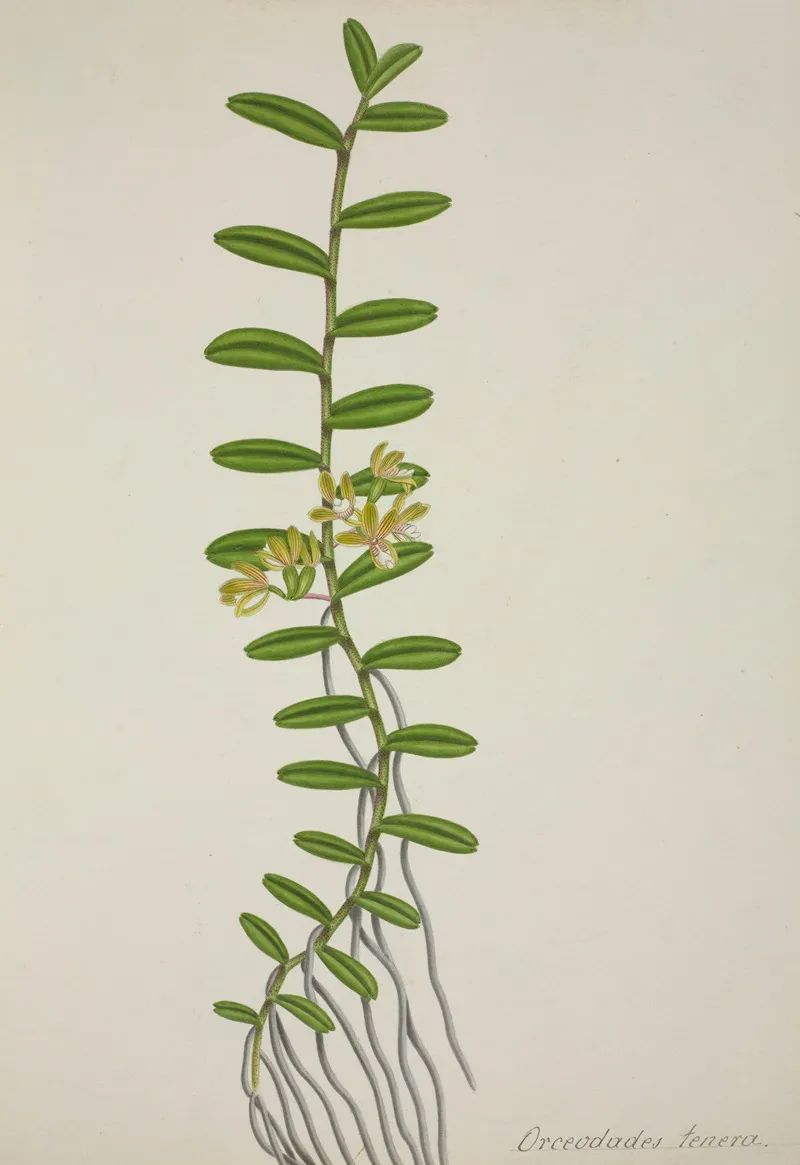 Mon Jardin A Ceylan Pl 066