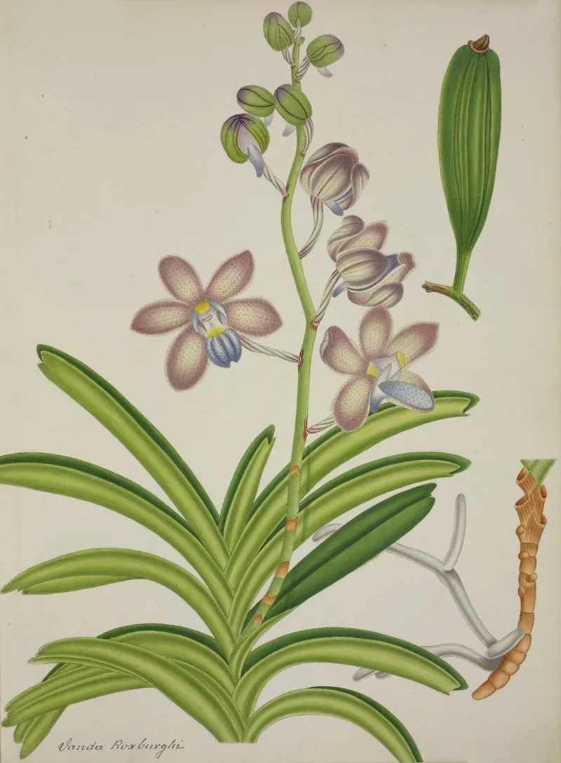 Mon Jardin A Ceylan Pl 075