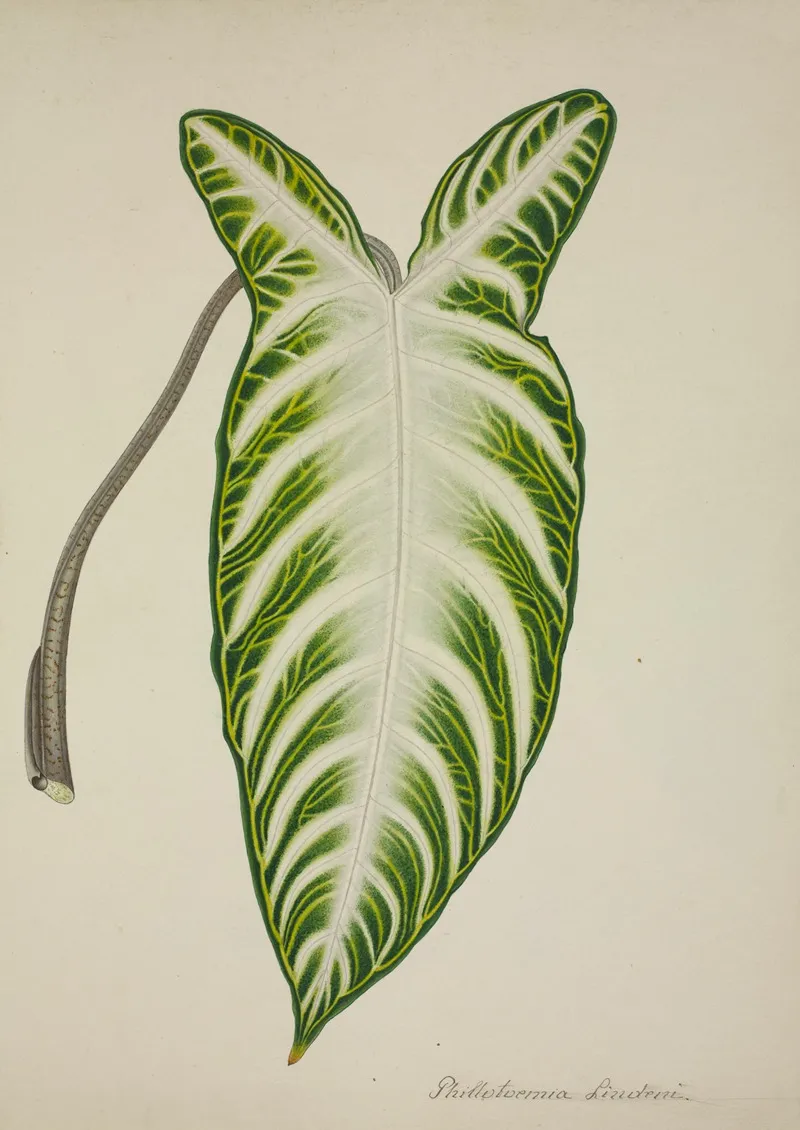 Mon Jardin A Ceylan Pl 081