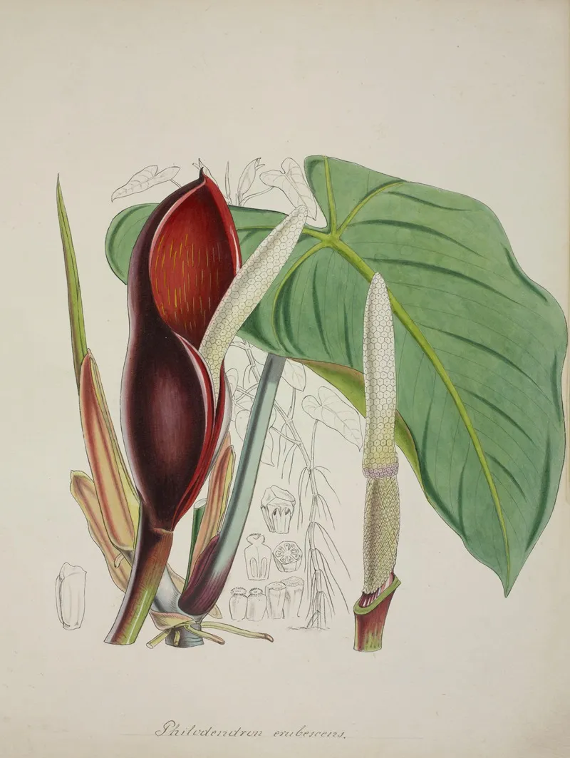 Mon Jardin A Ceylan Pl 082