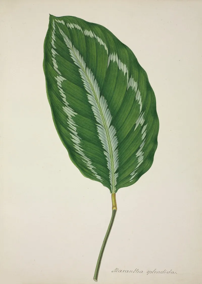 Mon Jardin A Ceylan Pl 085