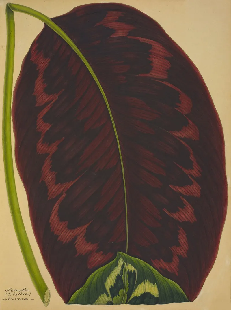 Mon Jardin A Ceylan Pl 091