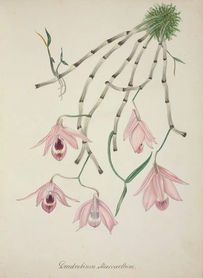 Mon Jardin A Ceylan Pl 101