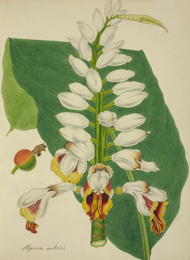 Mon Jardin A Ceylan Pl 102