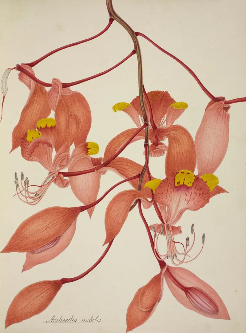 Mon Jardin A Ceylan Pl 108