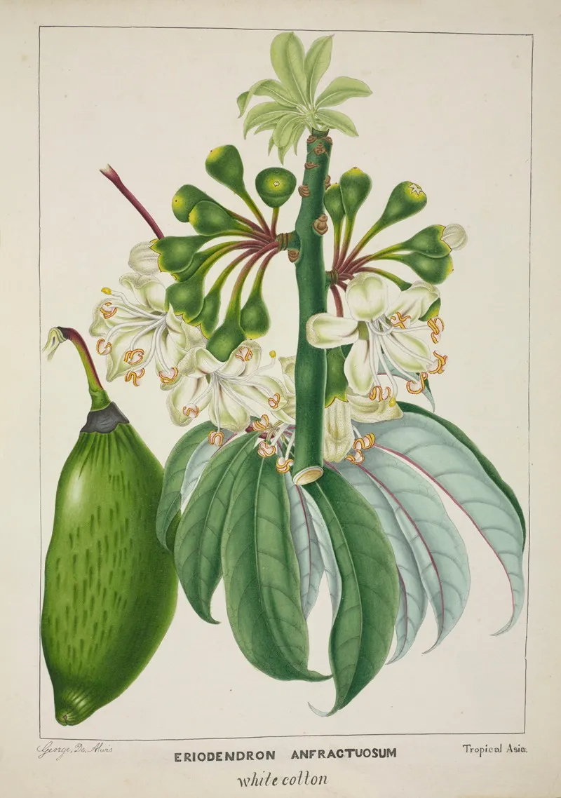 Mon Jardin A Ceylan Pl 112