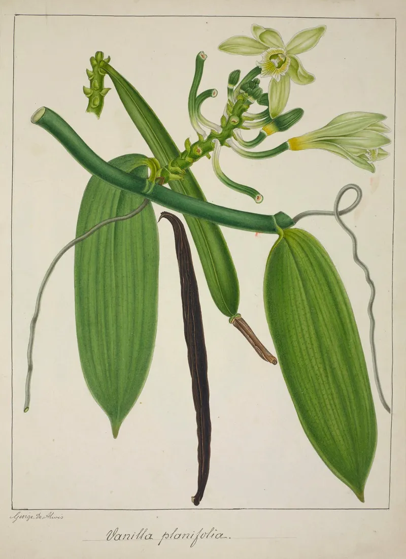 Mon Jardin A Ceylan Pl 114