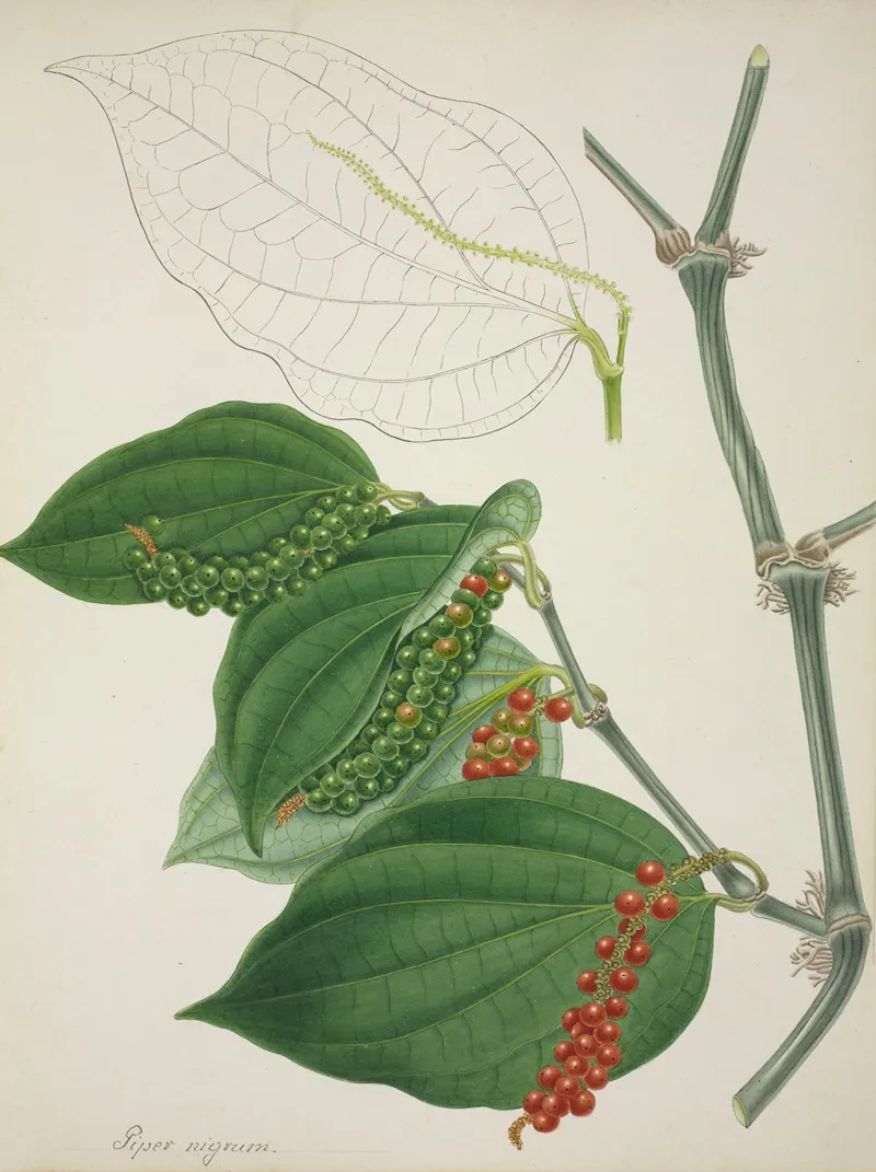 Mon Jardin A Ceylan Pl 116