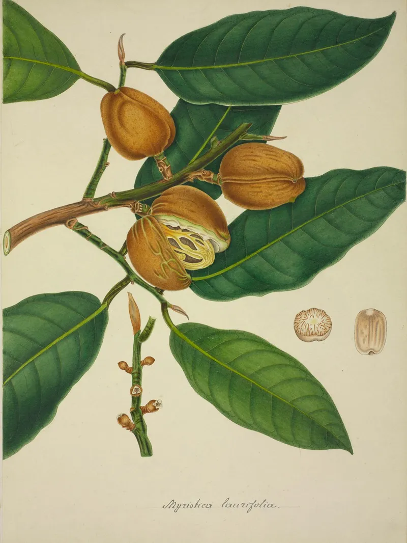 Mon Jardin A Ceylan Pl 118