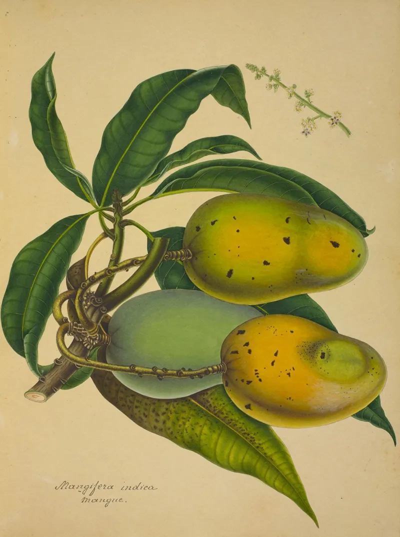 Mon Jardin A Ceylan Pl 126