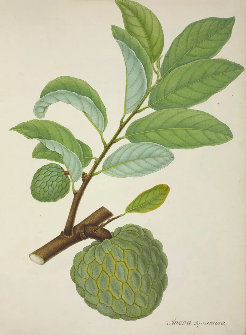 Mon Jardin A Ceylan Pl 131