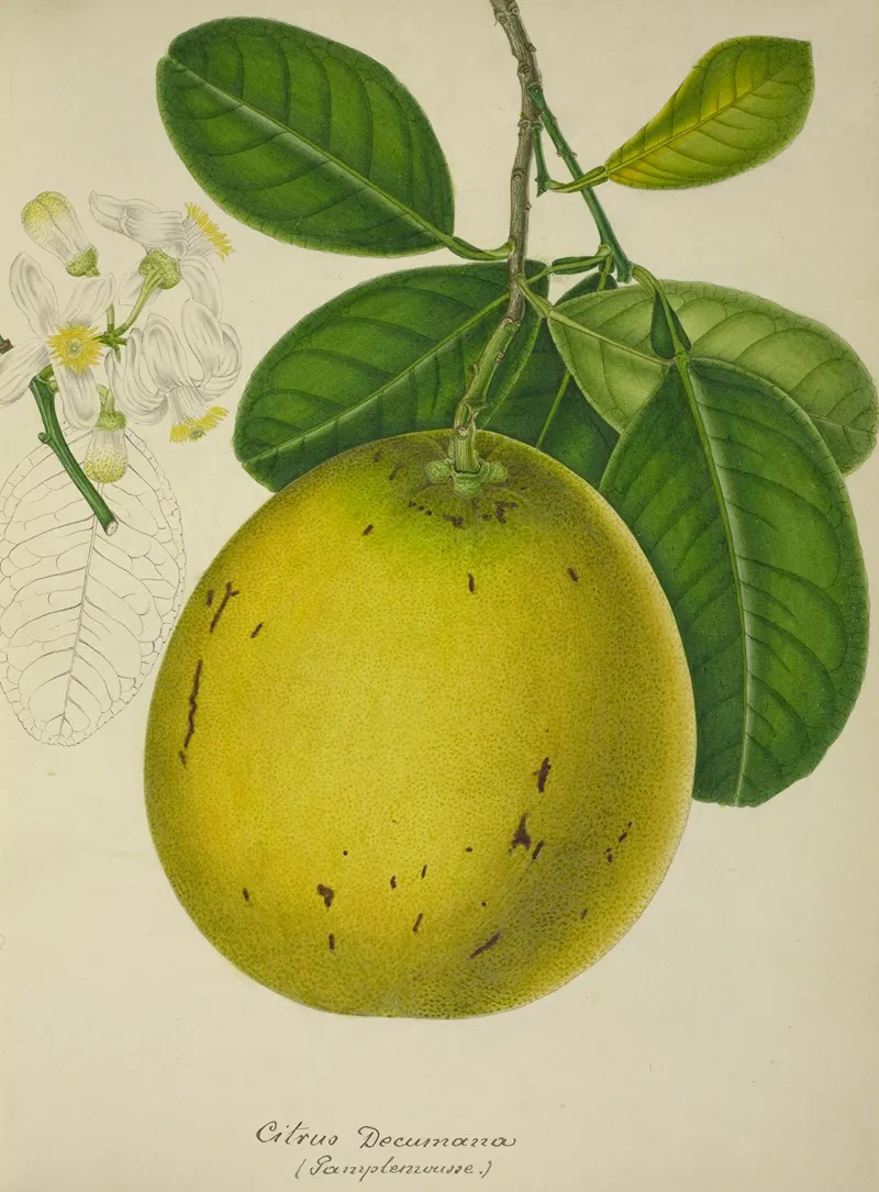 Mon Jardin A Ceylan Pl 134