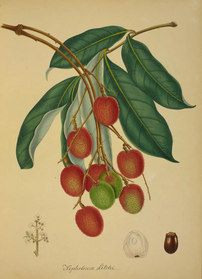 Mon Jardin A Ceylan Pl 137