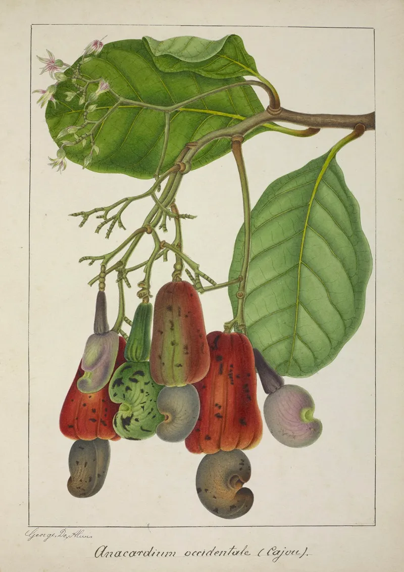 Mon Jardin A Ceylan Pl 139