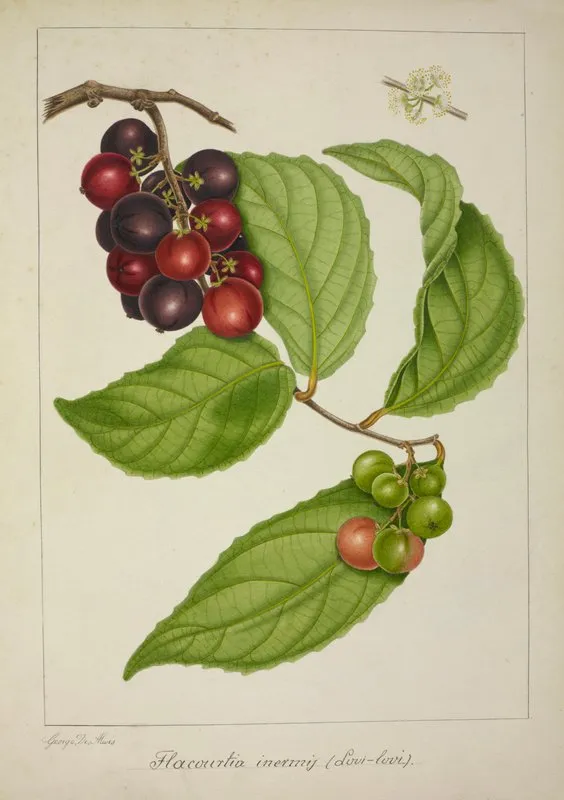 Mon Jardin A Ceylan Pl 141