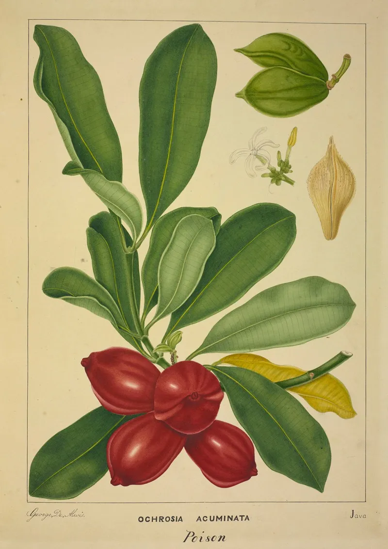 Mon Jardin A Ceylan Pl 143