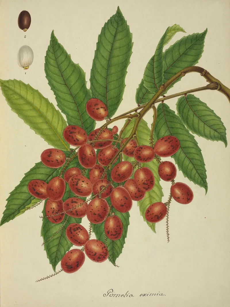 Mon Jardin A Ceylan Pl 149