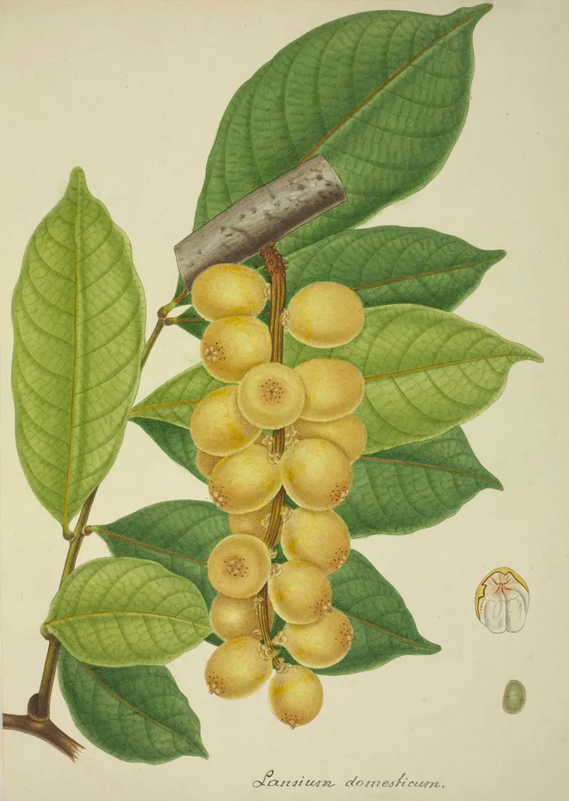 Mon Jardin A Ceylan Pl 150