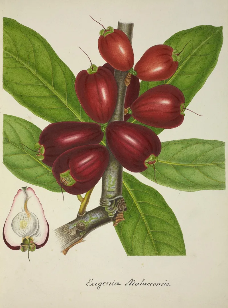 Mon Jardin A Ceylan Pl 151