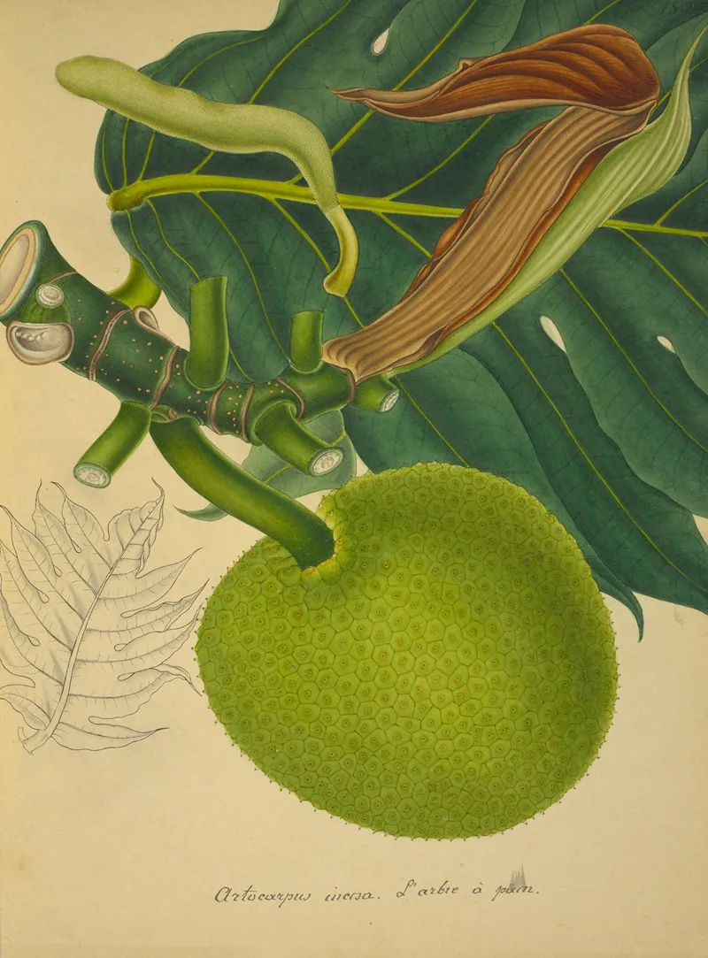 Mon Jardin A Ceylan Pl 152