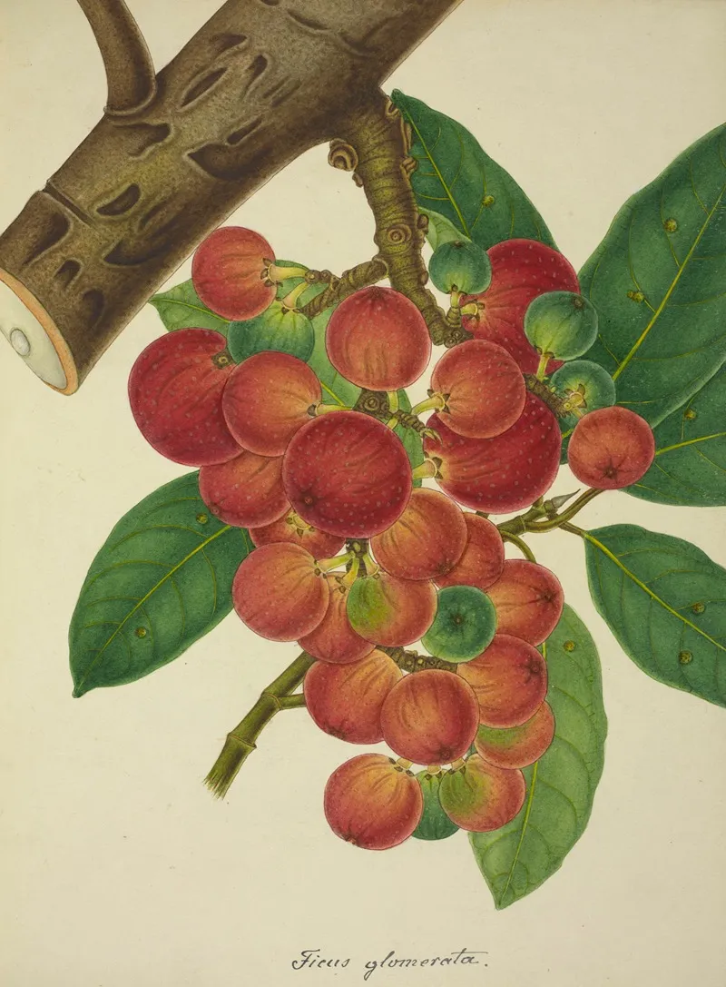 Mon Jardin A Ceylan Pl 154