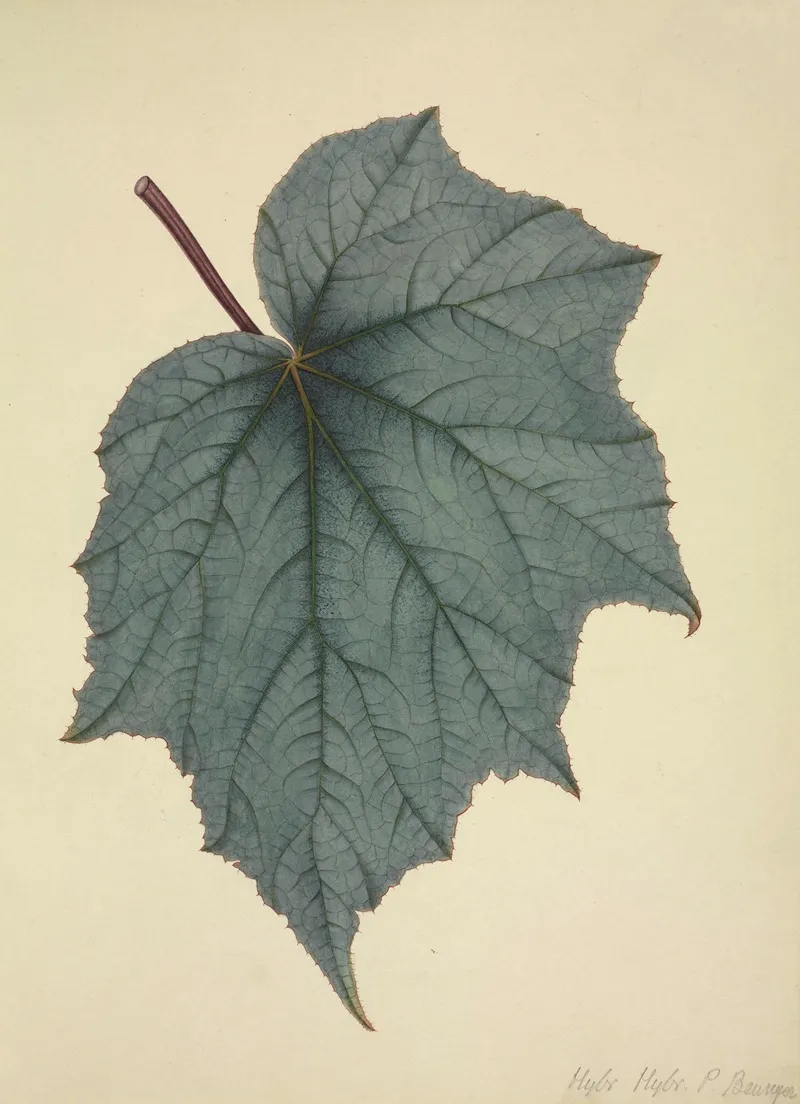 Mon Jardin A Ceylan Pl 171