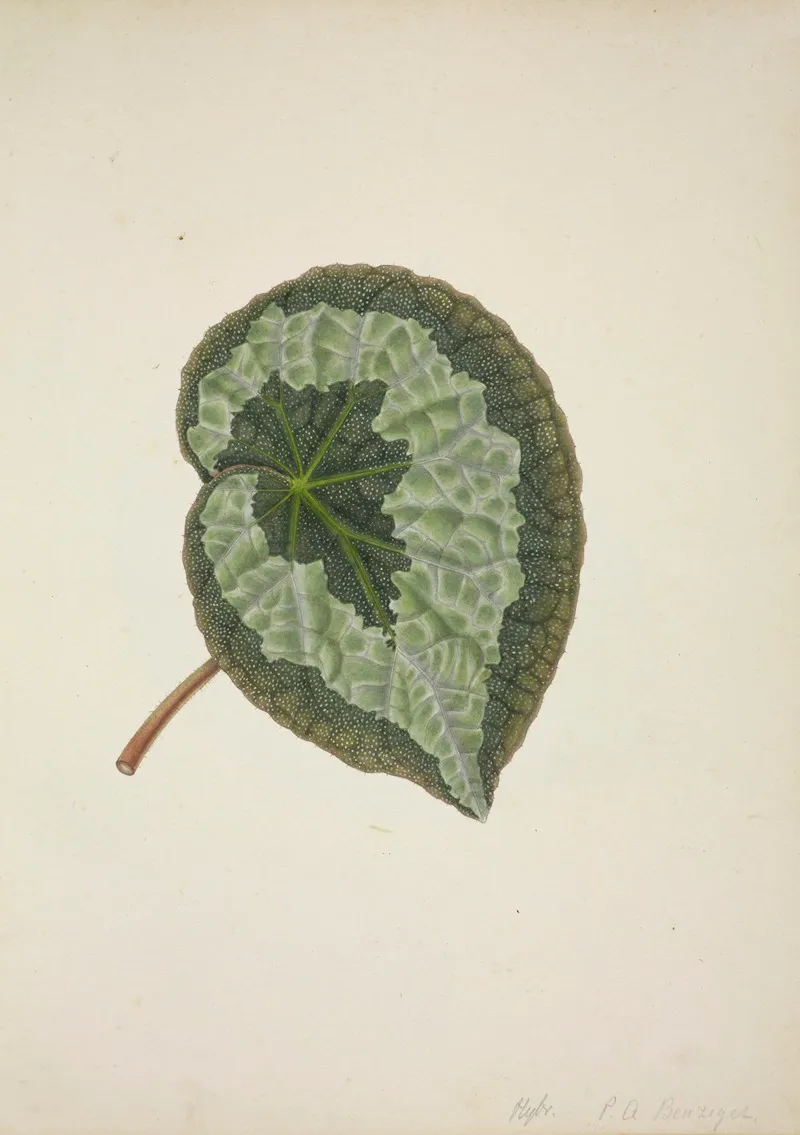 Mon Jardin A Ceylan Pl 183