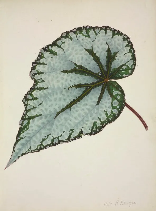 Mon Jardin A Ceylan Pl 190