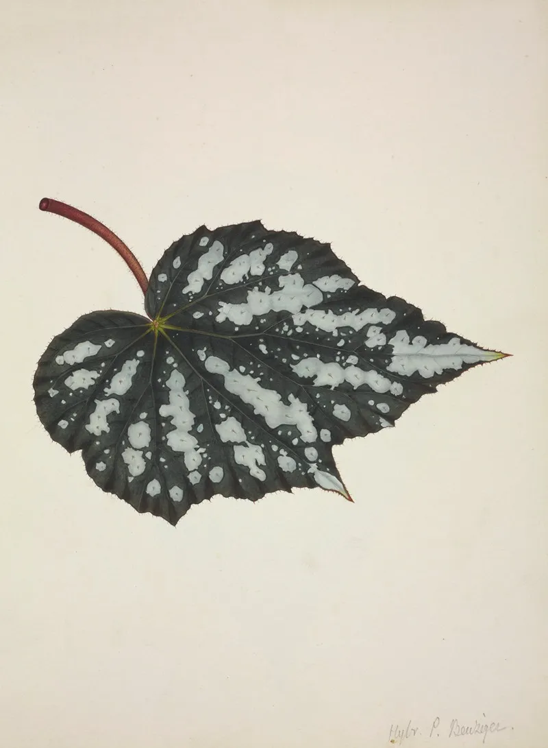 Mon Jardin A Ceylan Pl 191