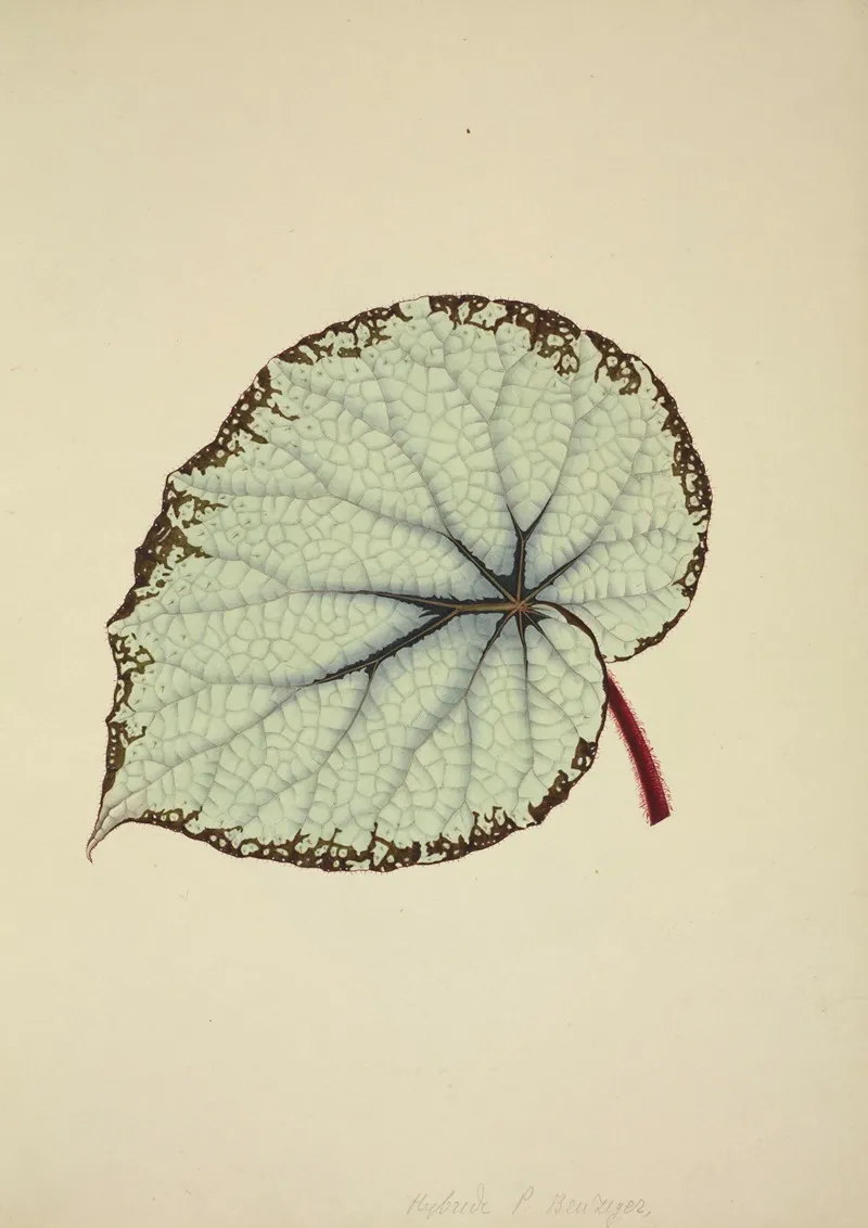 Mon Jardin A Ceylan Pl 195