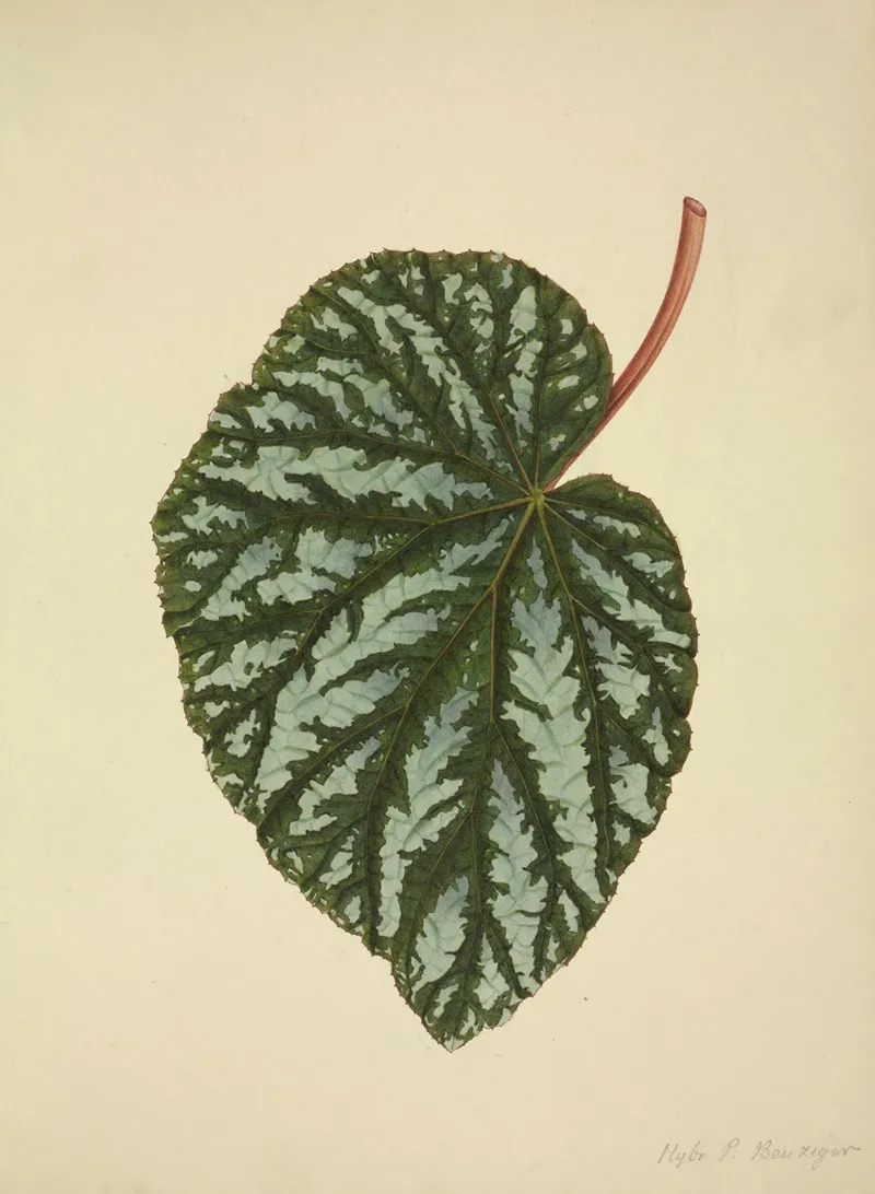 Mon Jardin A Ceylan Pl 196