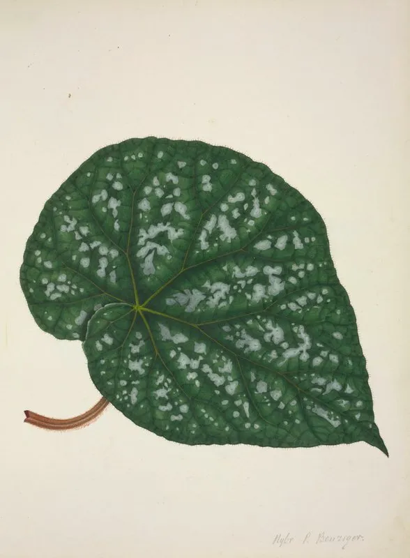 Mon Jardin A Ceylan Pl 211