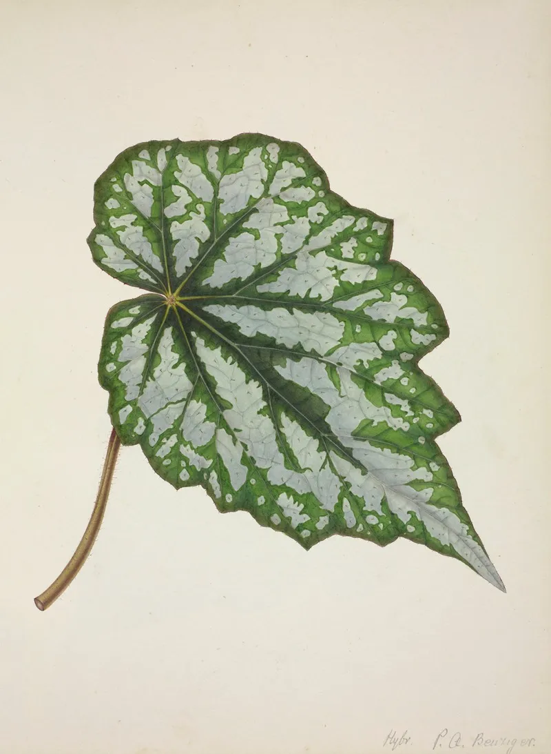 Mon Jardin A Ceylan Pl 217