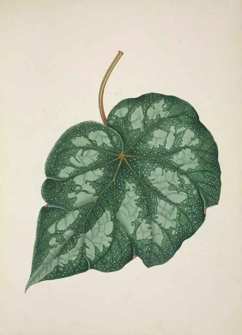 Mon Jardin A Ceylan Pl 218