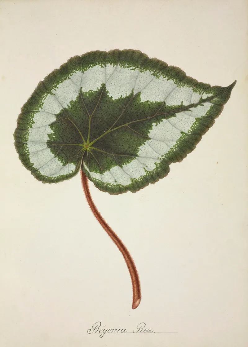 Mon Jardin A Ceylan Pl 223