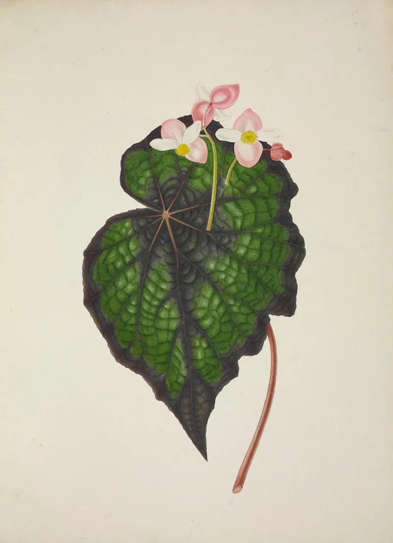 Mon Jardin A Ceylan Pl 234