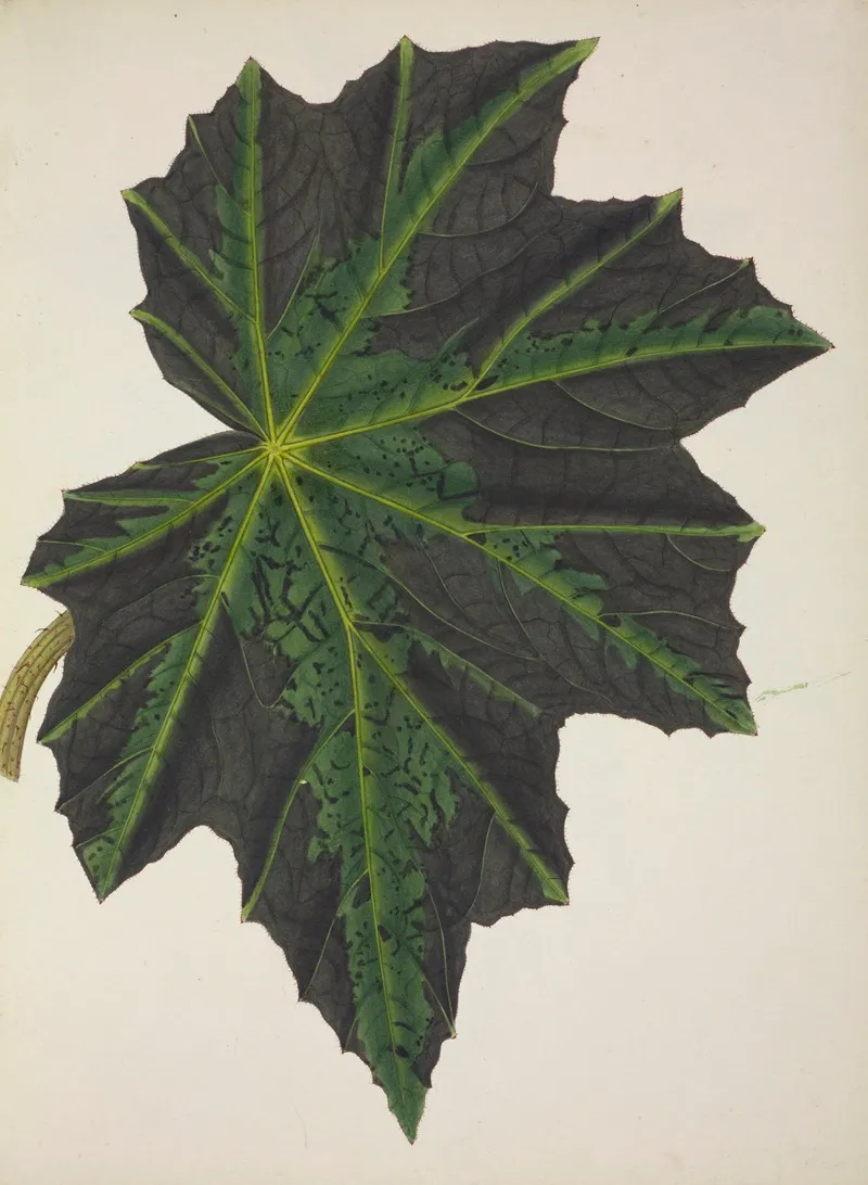 Mon Jardin A Ceylan Pl 240