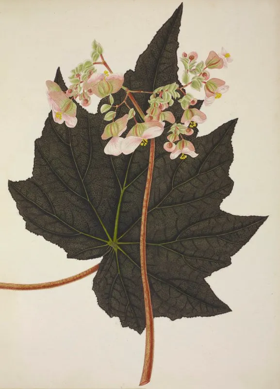 Mon Jardin A Ceylan Pl 242