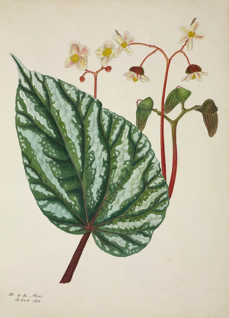 Mon Jardin A Ceylan Pl 247