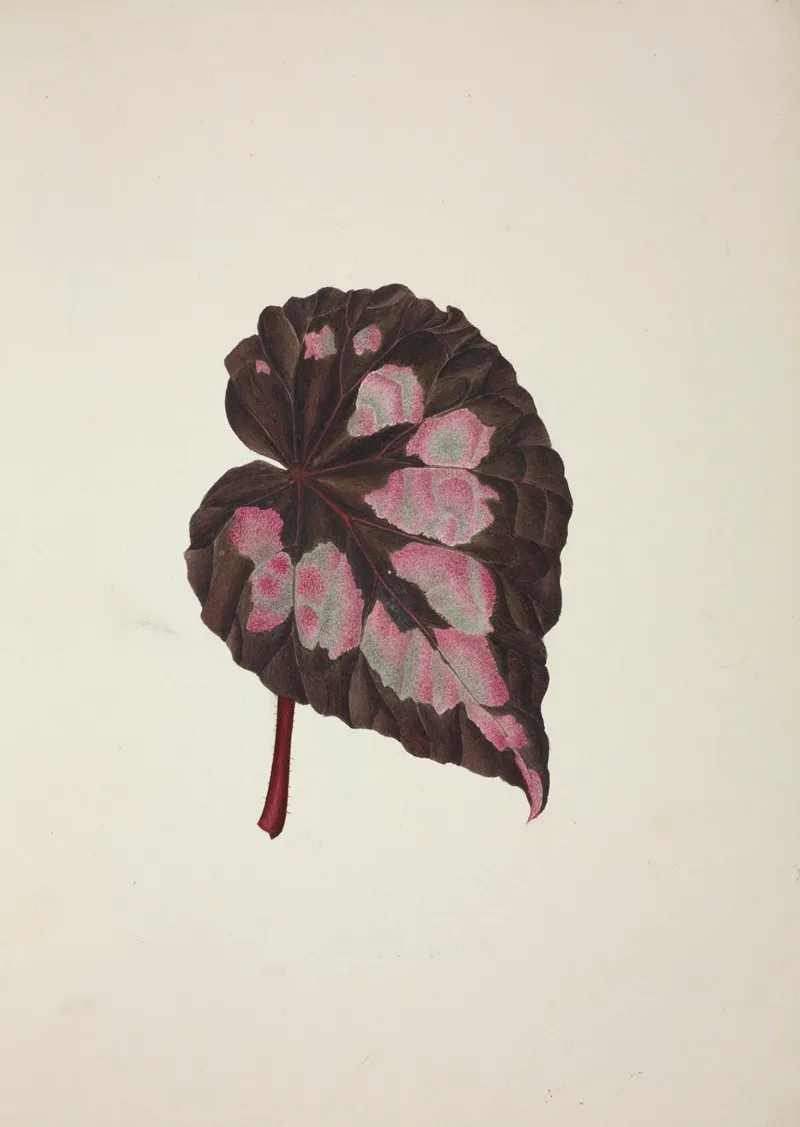 Mon Jardin A Ceylan Pl 249