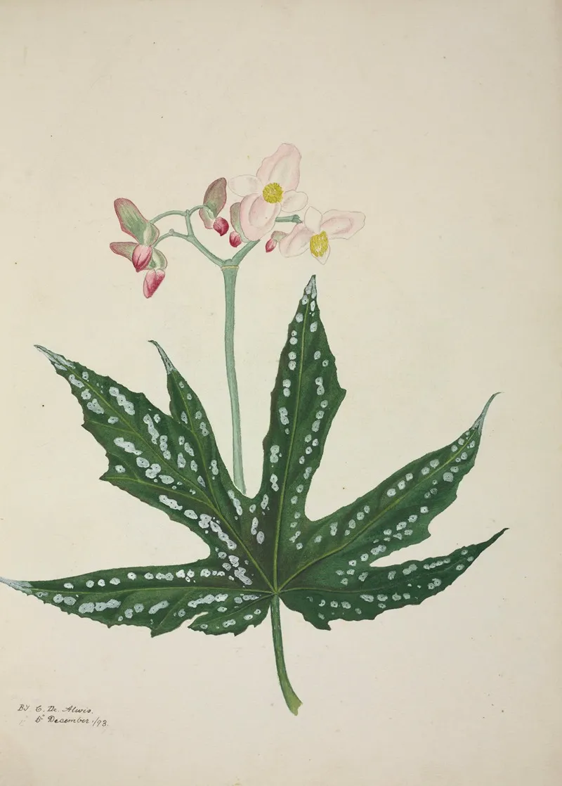 Mon Jardin A Ceylan Pl 259