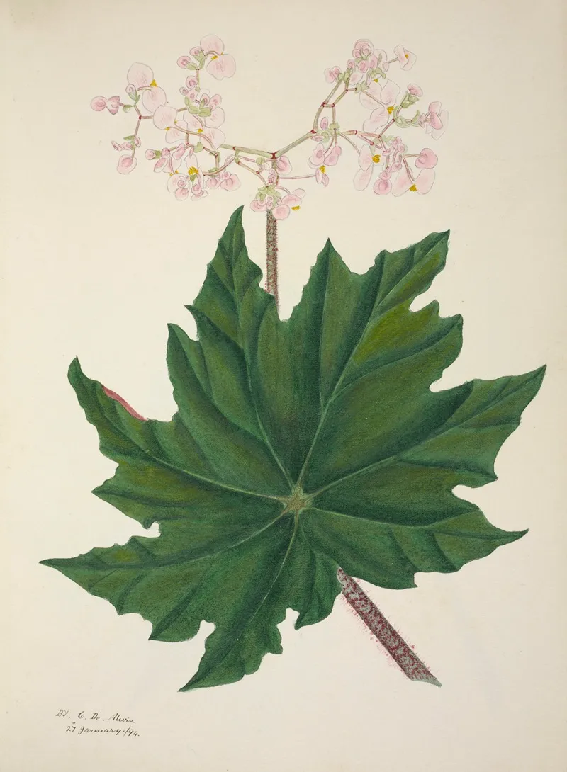 Mon Jardin A Ceylan Pl 264