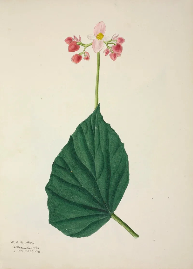 Mon Jardin A Ceylan Pl 266