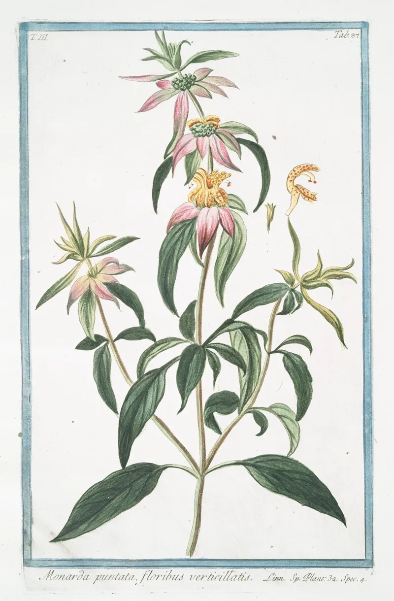 Monarda Puntata Floribus Verticillatis Spotted Bee Balm Horse Mint With Blooming Flowers