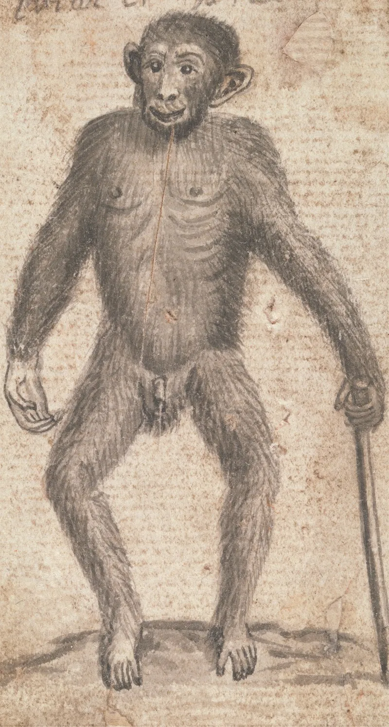 Monkey 5