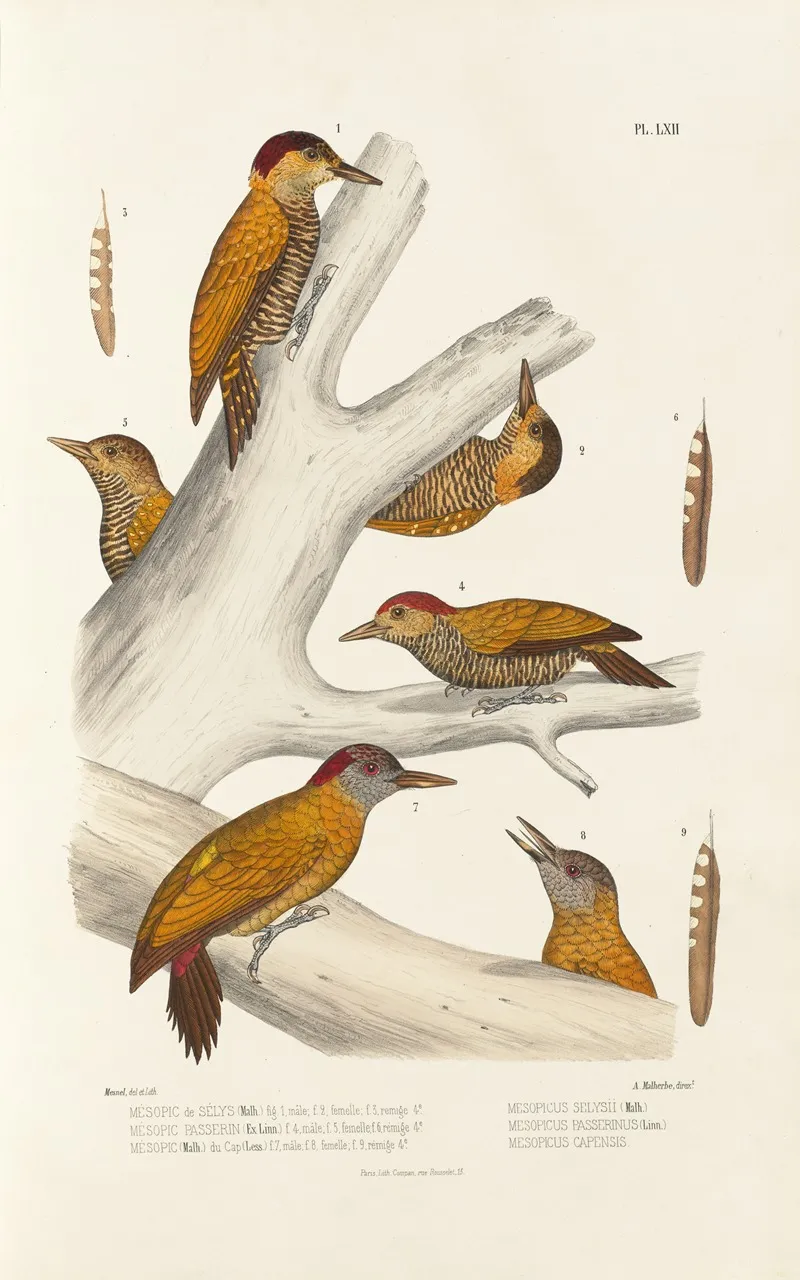 Monographie Des Picidees Pl01