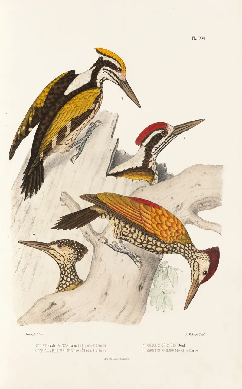 Monographie Des Picidees Pl05